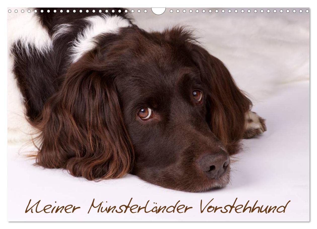 Kleiner Münsterländer Vorstehhund (Wandkalender 2025 DIN A3 quer), CALVENDO Monatskalender: Kleiner Münsterländer Vorstehhund - Ein Leben neben der Jagd, Monatskalender, 14 Seiten (CALVENDO Tiere) Medicine