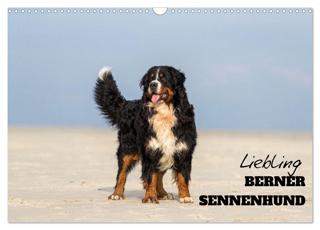 Liebling BERNER SENNENHUND (Wandkalender 2025 DIN A3 quer), CALVENDO Monatskalender: Ihre Schönheit und Gutmütigkeit macht die Schweizer Sennenhunde so beliebt (CALVENDO Tiere) Living & Furnishing