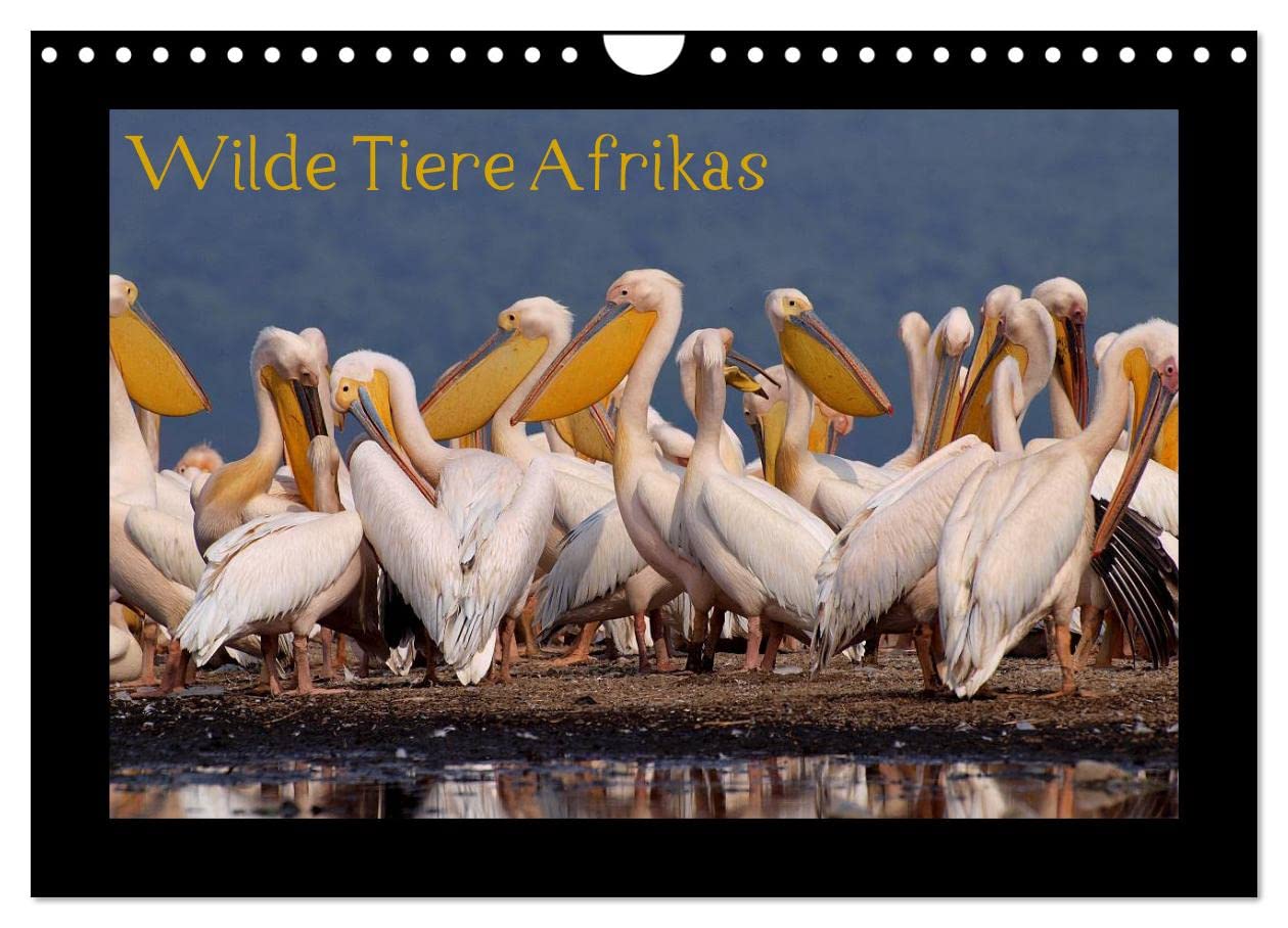 Wilde Tiere Afrikas (Wandkalender 2025 DIN A4 quer), CALVENDO Monatskalender: Wildtiere Afrikas hautnah erleben (CALVENDO Tiere) Natural Sciences
