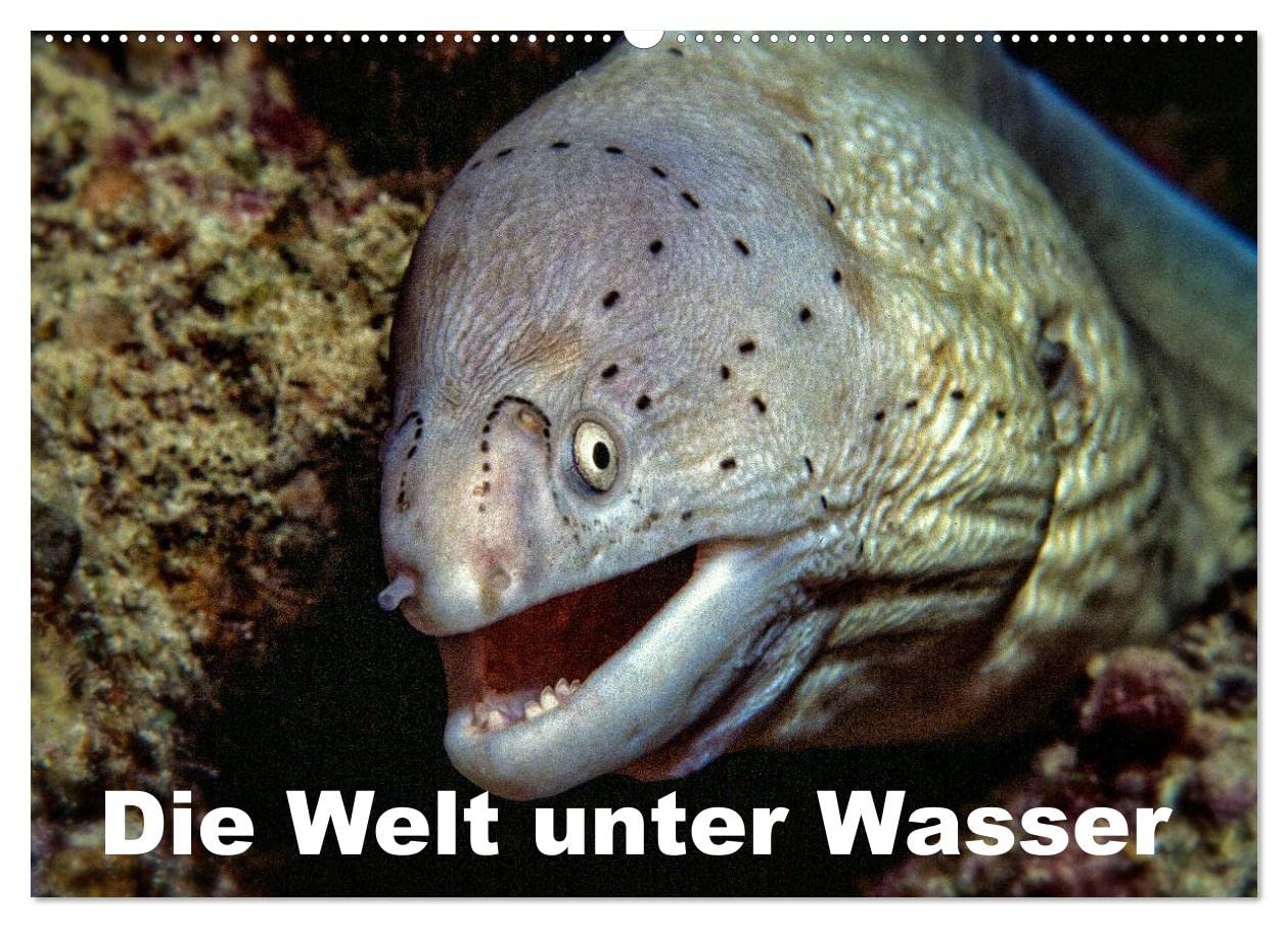 Die Welt unter Wasser (Wandkalender 2025 DIN A2 quer), CALVENDO Monatskalender: Unterwasseraufnahmen von Meerestieren im Mittelmeer, Roten Meer und Indischen Ozean. (CALVENDO Tiere) Natural Sciences