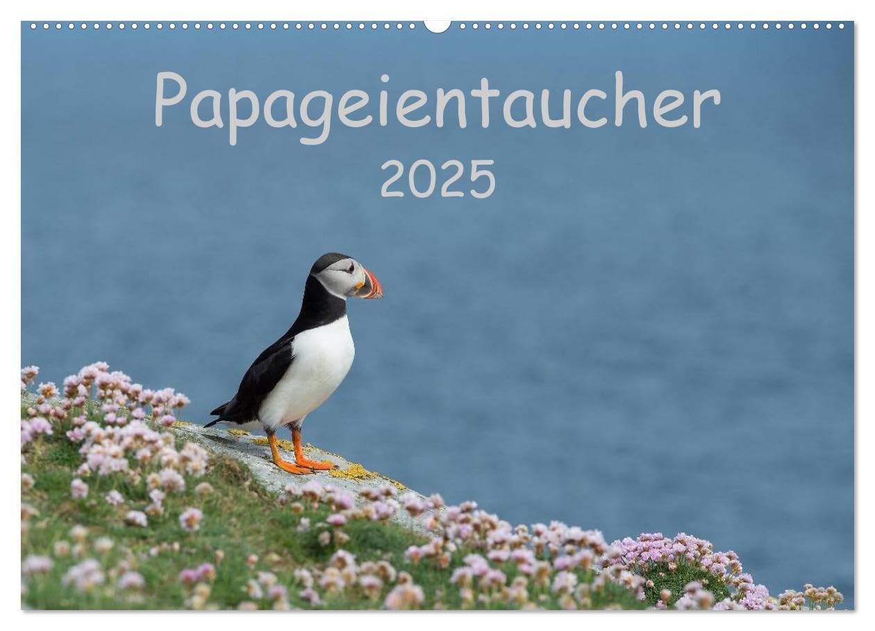 Papageientaucher 2025 (Wandkalender 2025 DIN A2 quer), CALVENDO Monatskalender: Papageientaucher Shetlands (CALVENDO Tiere) Natural Sciences
