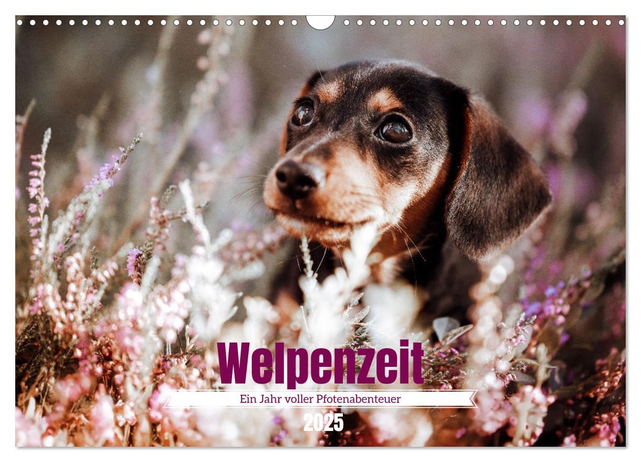 Welpenzeit - Ein Jahr voller spannender Pfotenabenteuer (Wandkalender 2025 DIN A3 quer), CALVENDO Monatskalender: Die Welpenzeit ist unwiderruflich ... für Hundeliebhaber bringen. (CALVENDO Tiere) Natural Sciences
