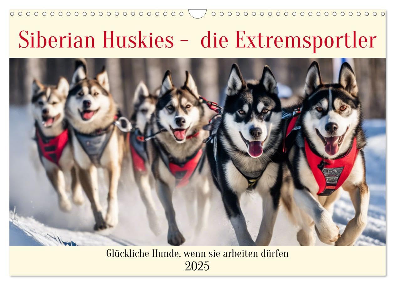 Siberian Huskies - die Extremsportler (Wandkalender 2025 DIN A3 quer), CALVENDO Monatskalender: Glückliche Hunde, wenn sie arbeiten dürfen (CALVENDO Tiere) Natural Sciences