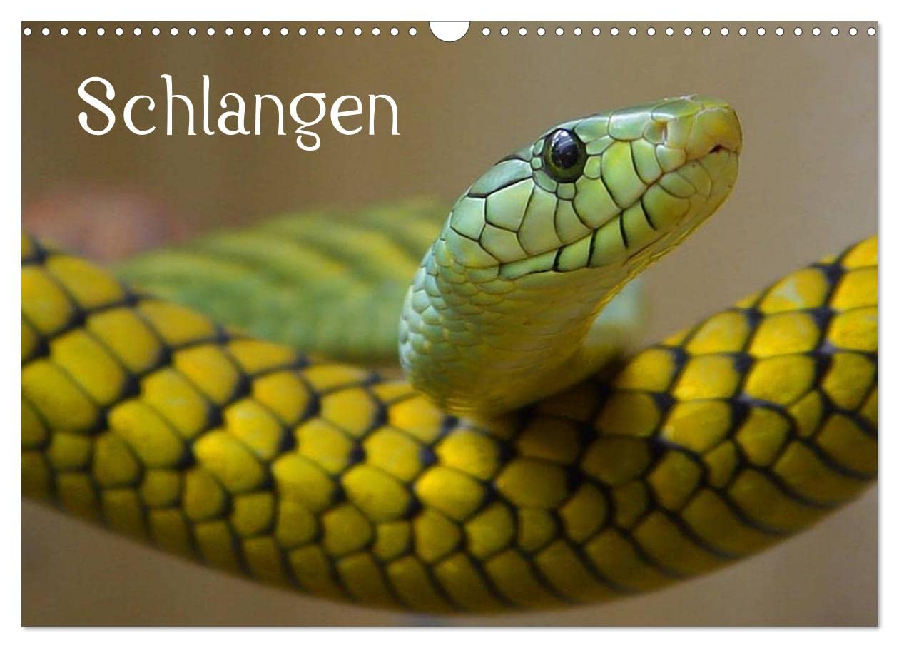 Schlangen (Wandkalender 2025 DIN A3 quer), CALVENDO Monatskalender: Giftige und ungiftige Schlangen in beeindruckenden Farben (CALVENDO Tiere) Living & Furnishing