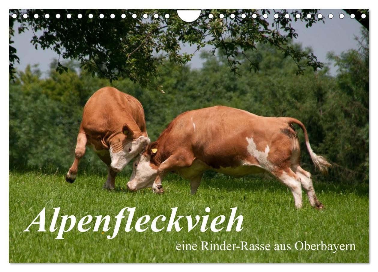 Alpenfleckvieh (Wandkalender 2025 DIN A4 quer), CALVENDO Monatskalender: Eine Hommage an eine Rinderrasse (CALVENDO Tiere) Lifestyle