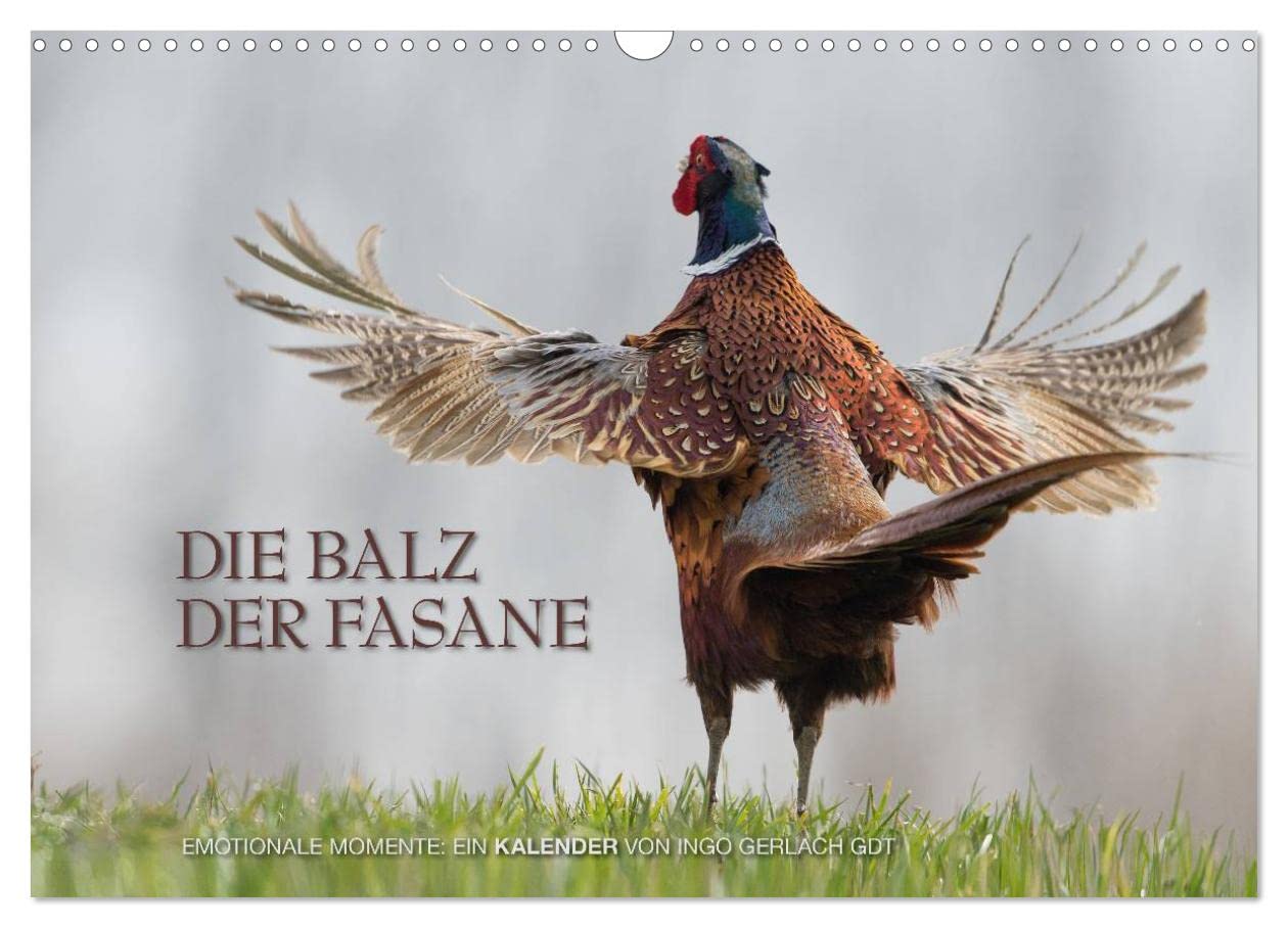 Emotionale Momente: Die Balz der Fasane / CH-Version (Wandkalender 2025 DIN A3 quer), CALVENDO Monatskalender: Die Balz der Fasane ist exotisch und ... Bildern festgehalten. (CALVENDO Tiere) Natural Sciences