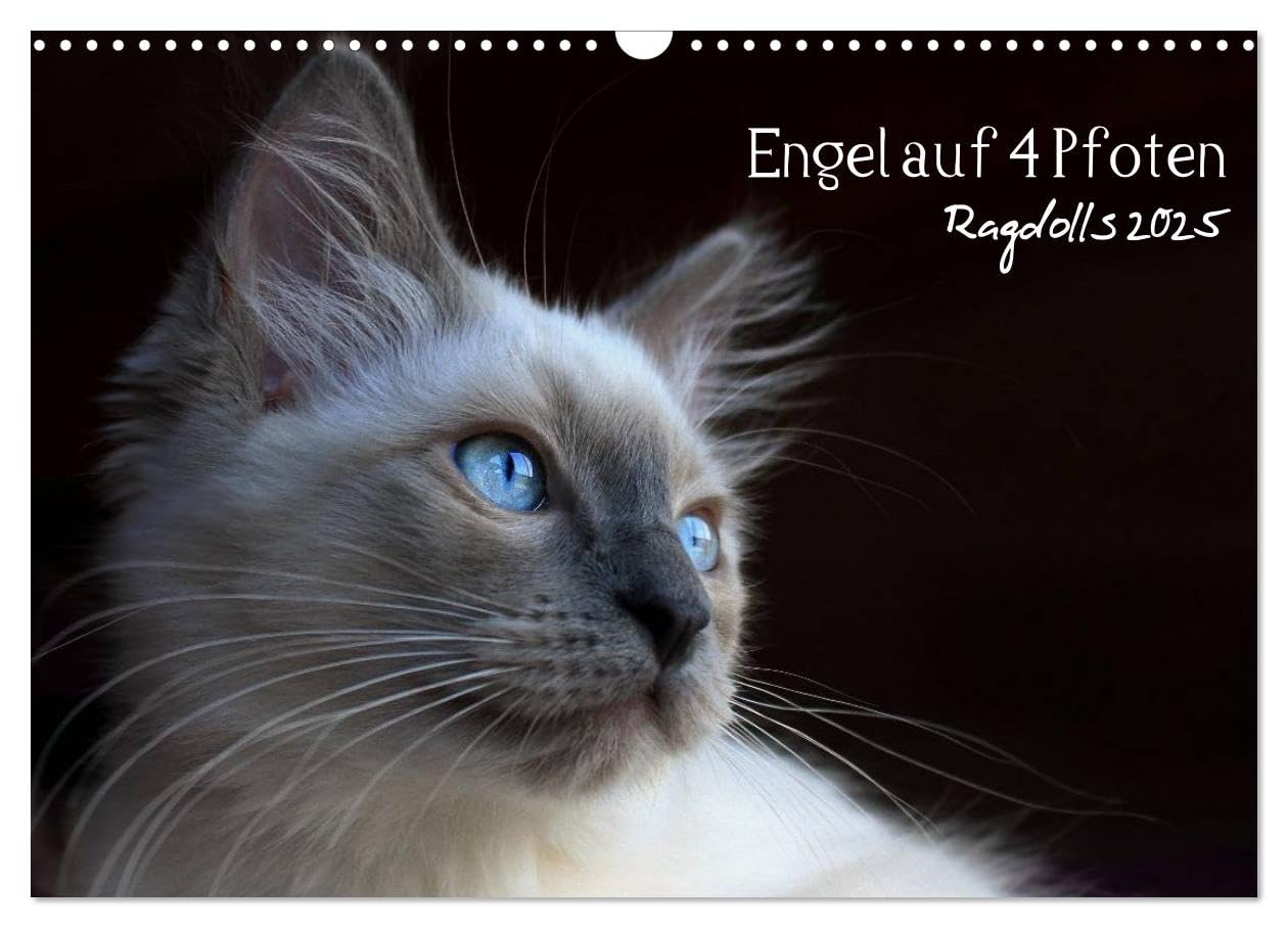 Engel auf 4 Pfoten - Ragdolls 2025 (Wandkalender 2025 DIN A3 quer), CALVENDO Monatskalender: 12 zauberhafte Fotografien verschiedener Ragdolls (CALVENDO Tiere) Lifestyle