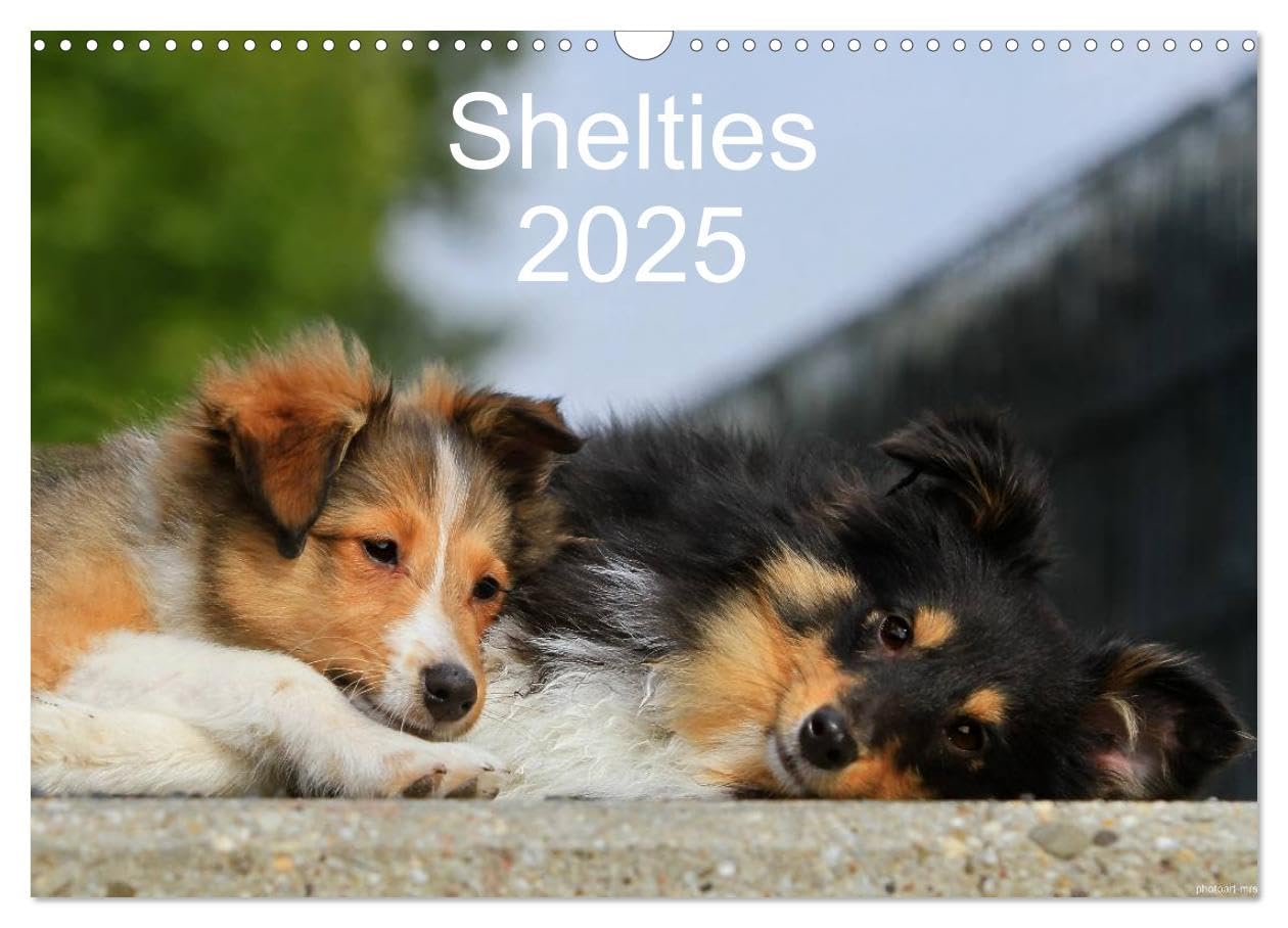 Shelties 2025 (Wandkalender 2025 DIN A3 quer), CALVENDO Monatskalender: Mit Shetland Sheepdogs durchs Jahr (CALVENDO Tiere) Pets