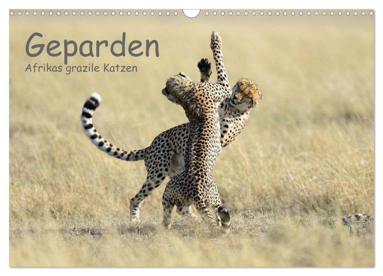 Geparden - Afrikas grazile Katzen (Wandkalender 2025 DIN A3 quer), CALVENDO Monatskalender: Wunderschöne Portraitaufnahmen dieses faszinierenden Raubtieres (CALVENDO Tiere) Natural Sciences