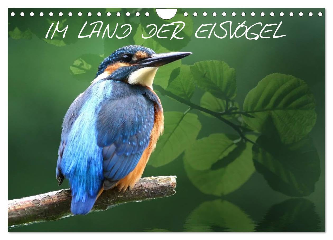 IM LAND DER EISVÖGEL (Wandkalender 2025 DIN A4 quer), CALVENDO Monatskalender: Eisvögel in ihrem natürlichen Lebensraum. (CALVENDO Tiere) Natural Sciences