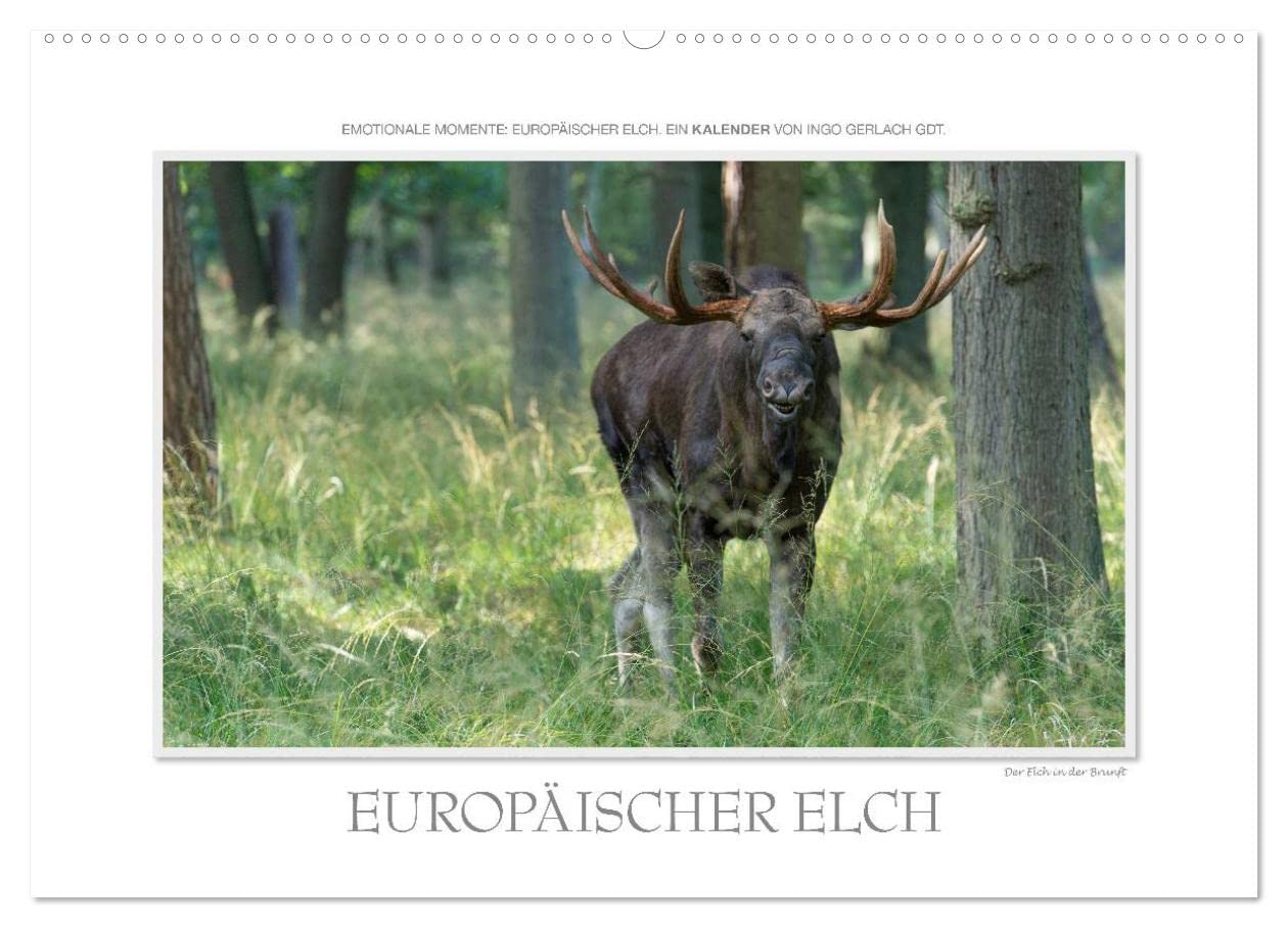 Emotionale Momente: Europäischer Elch. (Wandkalender 2025 DIN A2 quer), CALVENDO Monatskalender: Ingo Gerlach GDT hat den europäischen Elch in ... Mehr unter tierphoto.de (CALVENDO Tiere) Natural Sciences