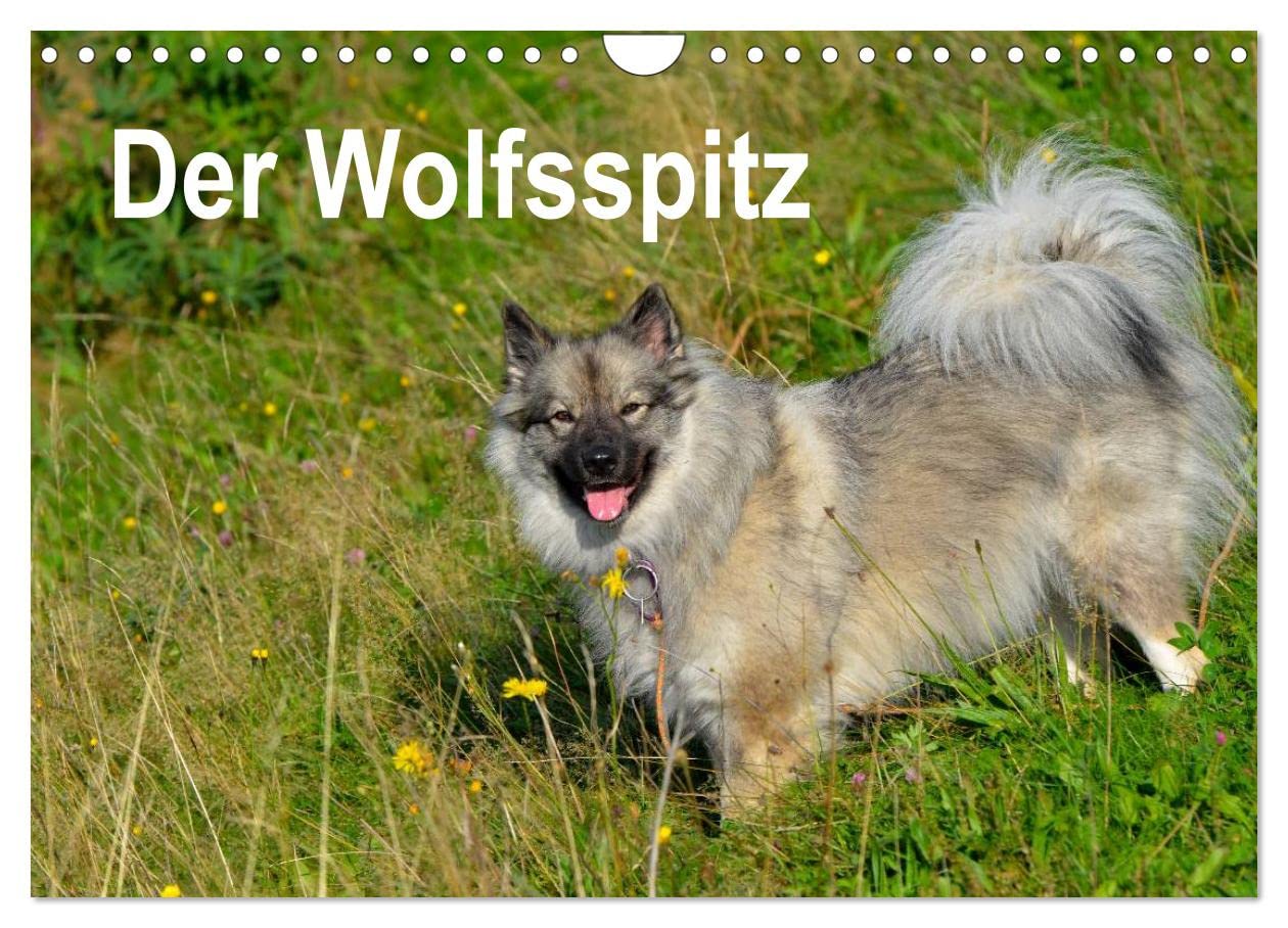 Der Wolfsspitz (Wandkalender 2025 DIN A4 quer), CALVENDO Monatskalender: Der Wolfsspitz zählt zu den ältesten Hunderassen und ist der größte Vertreter der Spitze. (CALVENDO Tiere) Natural Sciences