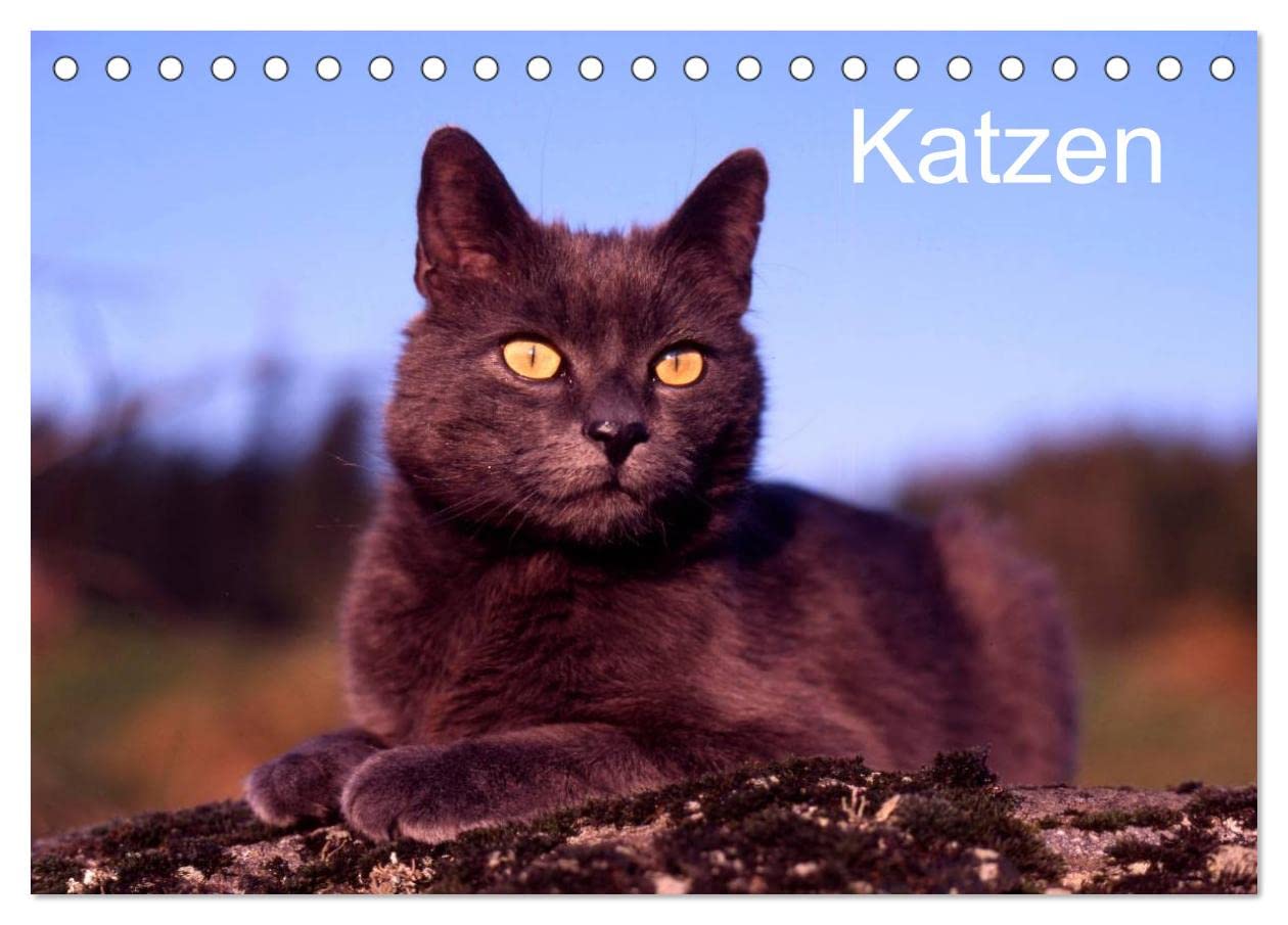 Katzen (Tischkalender 2025 DIN A5 quer), CALVENDO Monatskalender: Ein Kalender von Werner Layer. (CALVENDO Tiere) Leisure, Home & Garden