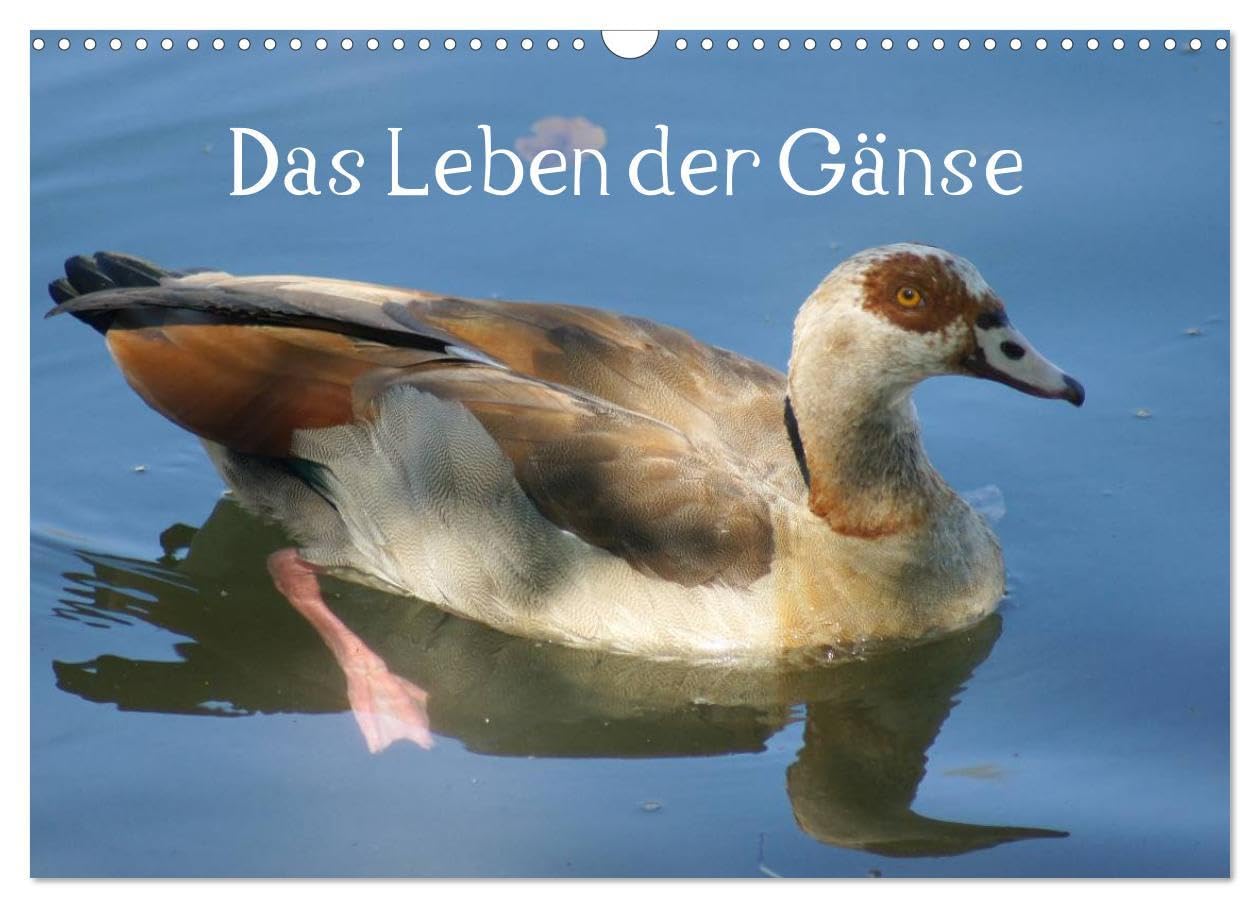 Das Leben der Gänse (Wandkalender 2025 DIN A3 quer), CALVENDO Monatskalender: Hausgänse und ihre wilde Verwandschaft Living & Furnishing