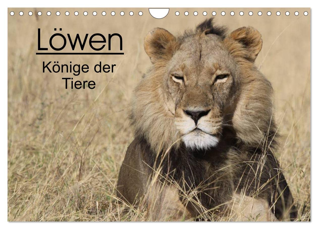 Löwen - Könige der Tiere (Wandkalender 2025 DIN A4 quer), CALVENDO Monatskalender: Erleben Sie die grossen Katzen Afrikas in ihrem natürlichen Lebensraum. (CALVENDO Tiere) Natural Sciences