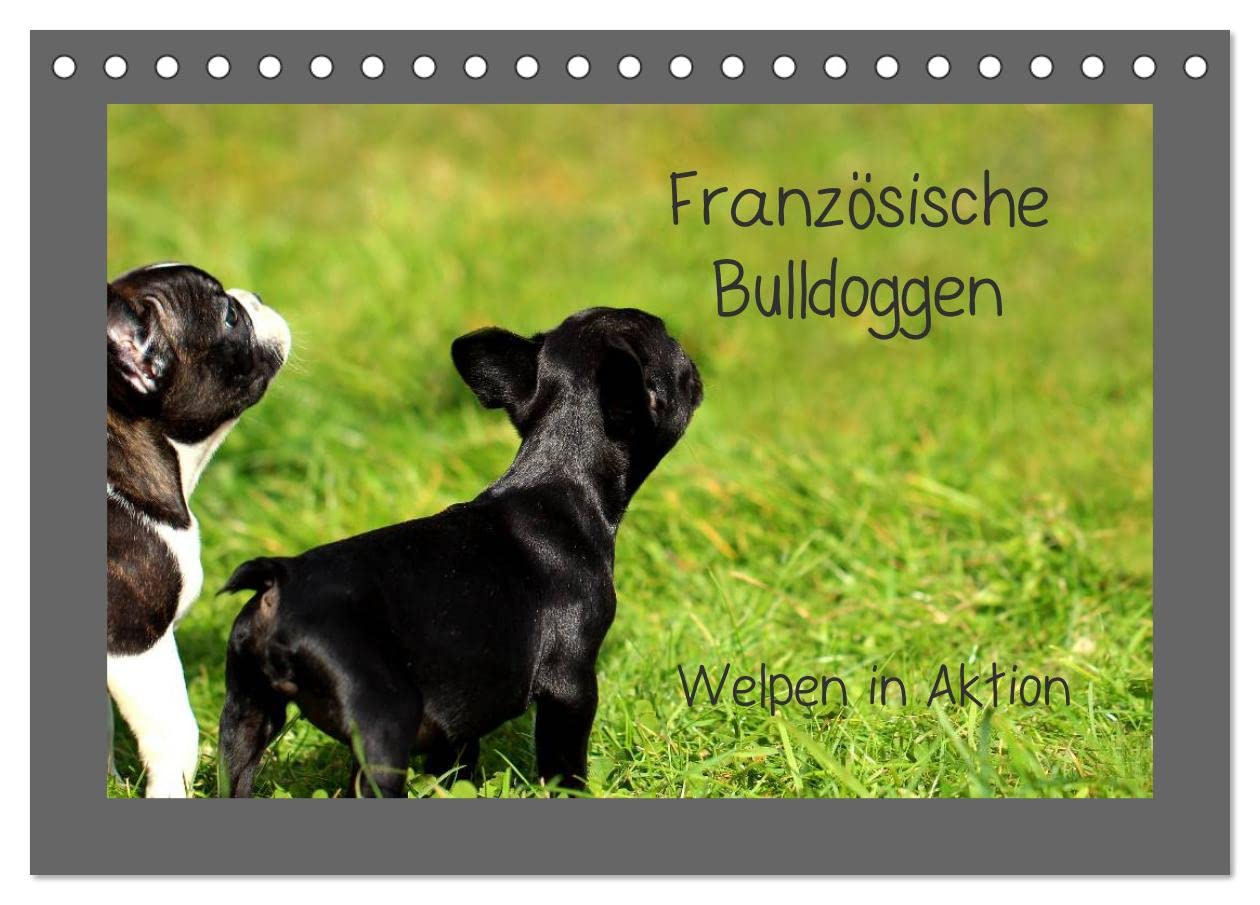 Französische Bulldoggen (Tischkalender 2025 DIN A5 quer), CALVENDO Monatskalender: Welpen in Aktion (CALVENDO Tiere) Natural Sciences