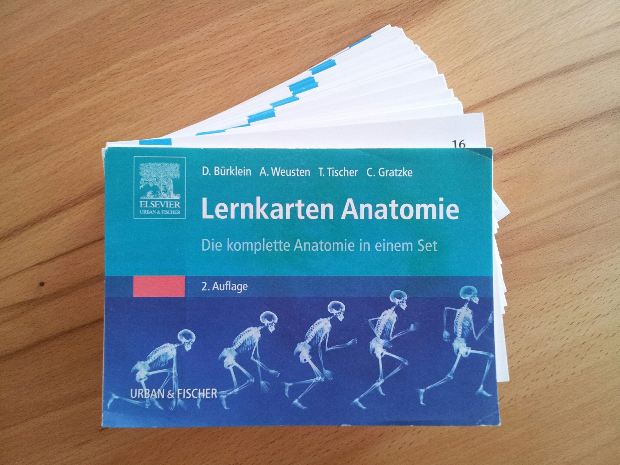 Lernkarten Anatomie: Die komplette Anatomie in einem Set Medicine