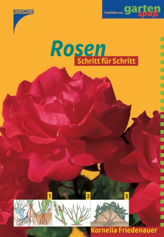Rosen Contemporary literature