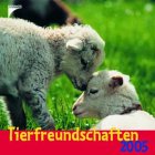 Tierfreundschaften 2004 Calendars