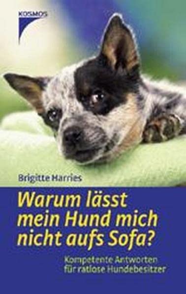 Warum lässt mein Hund mich nicht aufs Sofa? Pets