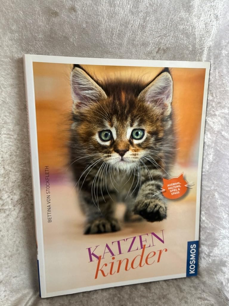 Katzenkinder Pets