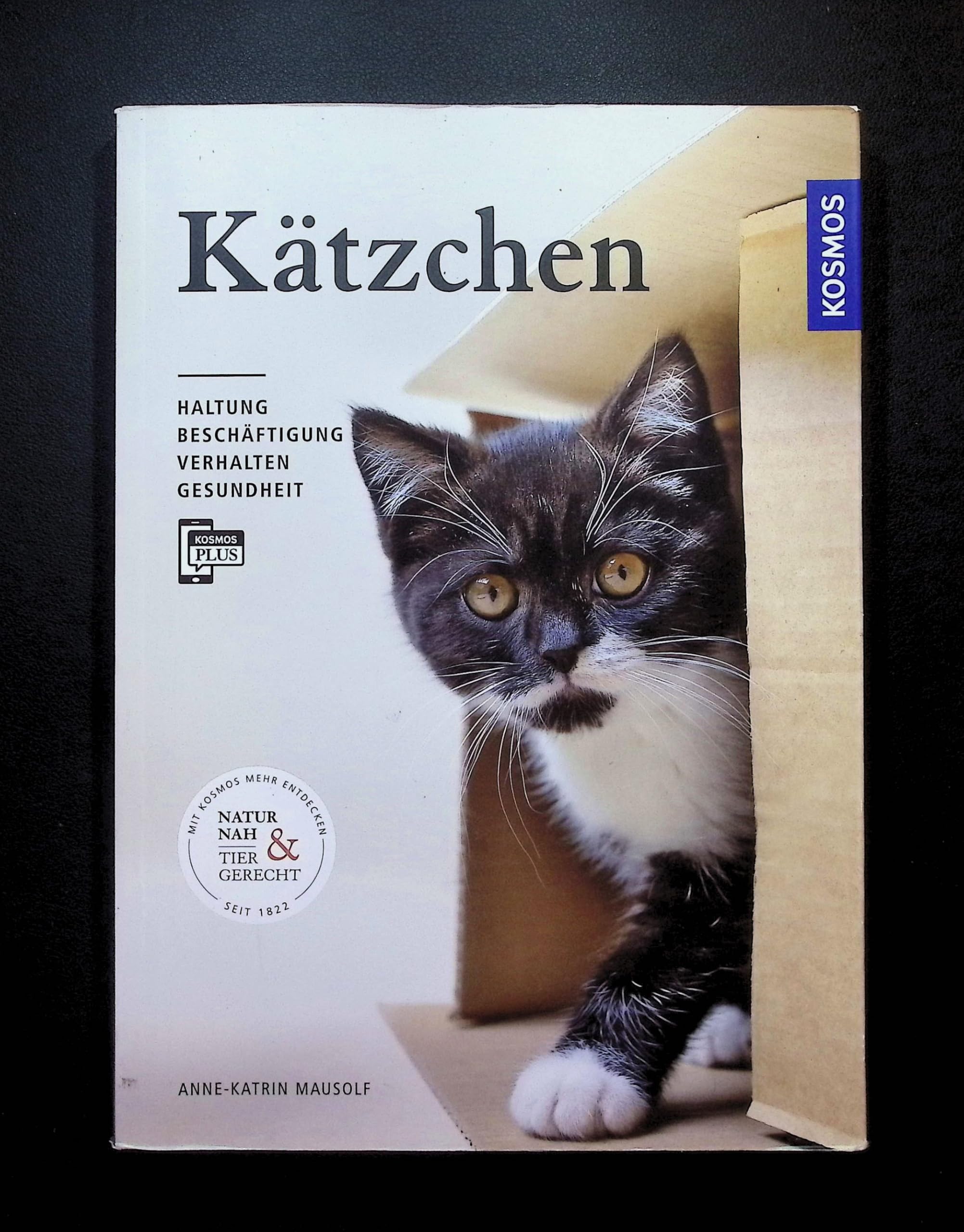 Kätzchen Pets