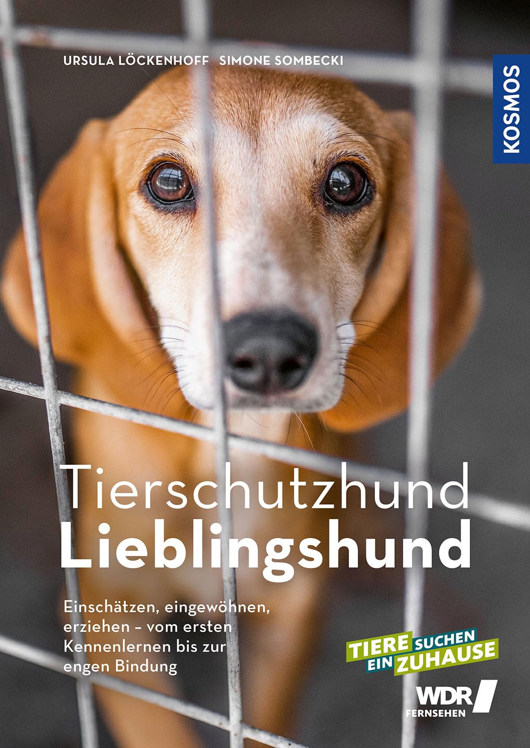 Tierschutzhund Lieblingshund Pets