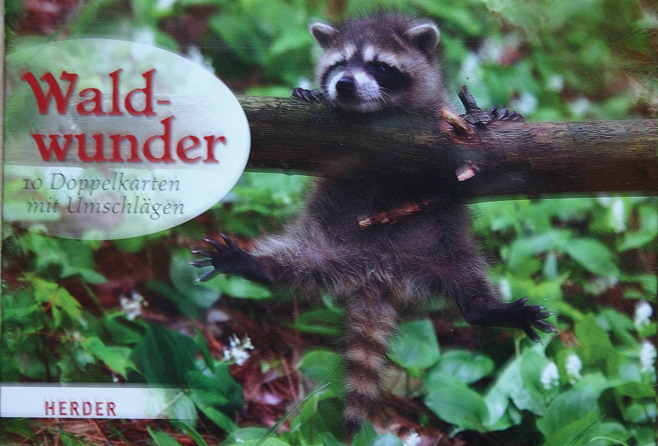 Postkartenbox "Waldwunder": 10 Doppelkarten mit Umschlägen Children's books