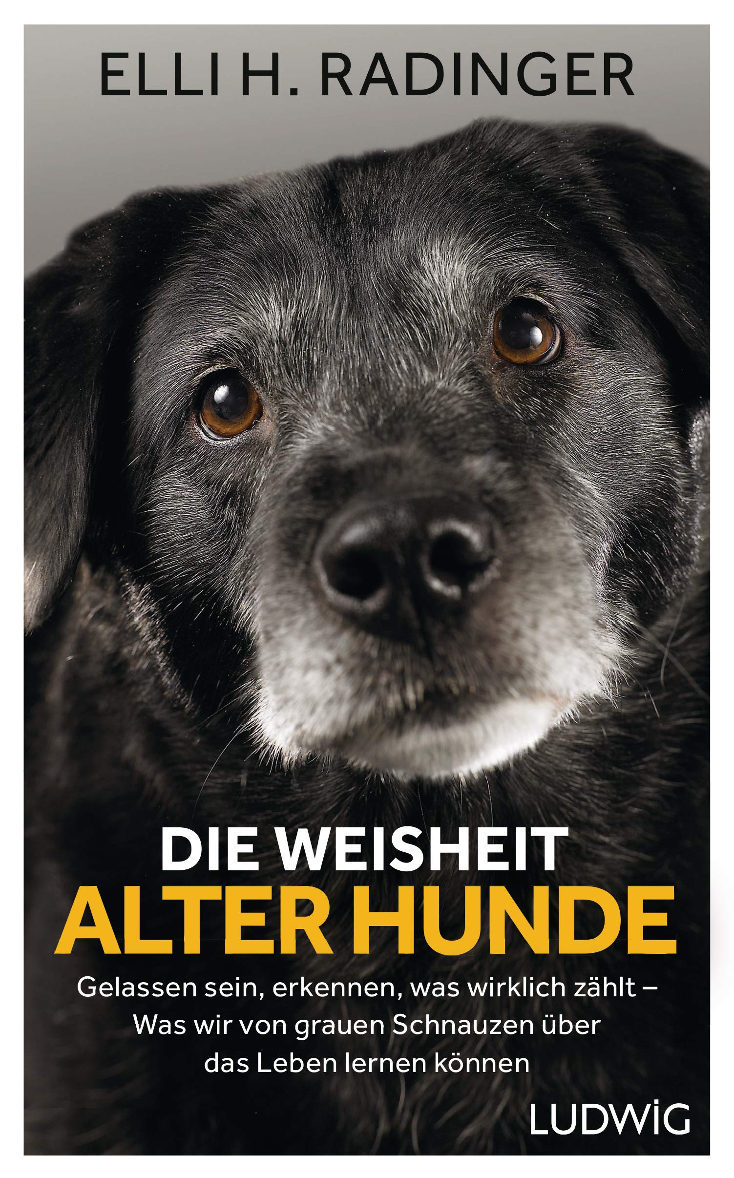 Die Weisheit alter Hunde Pets