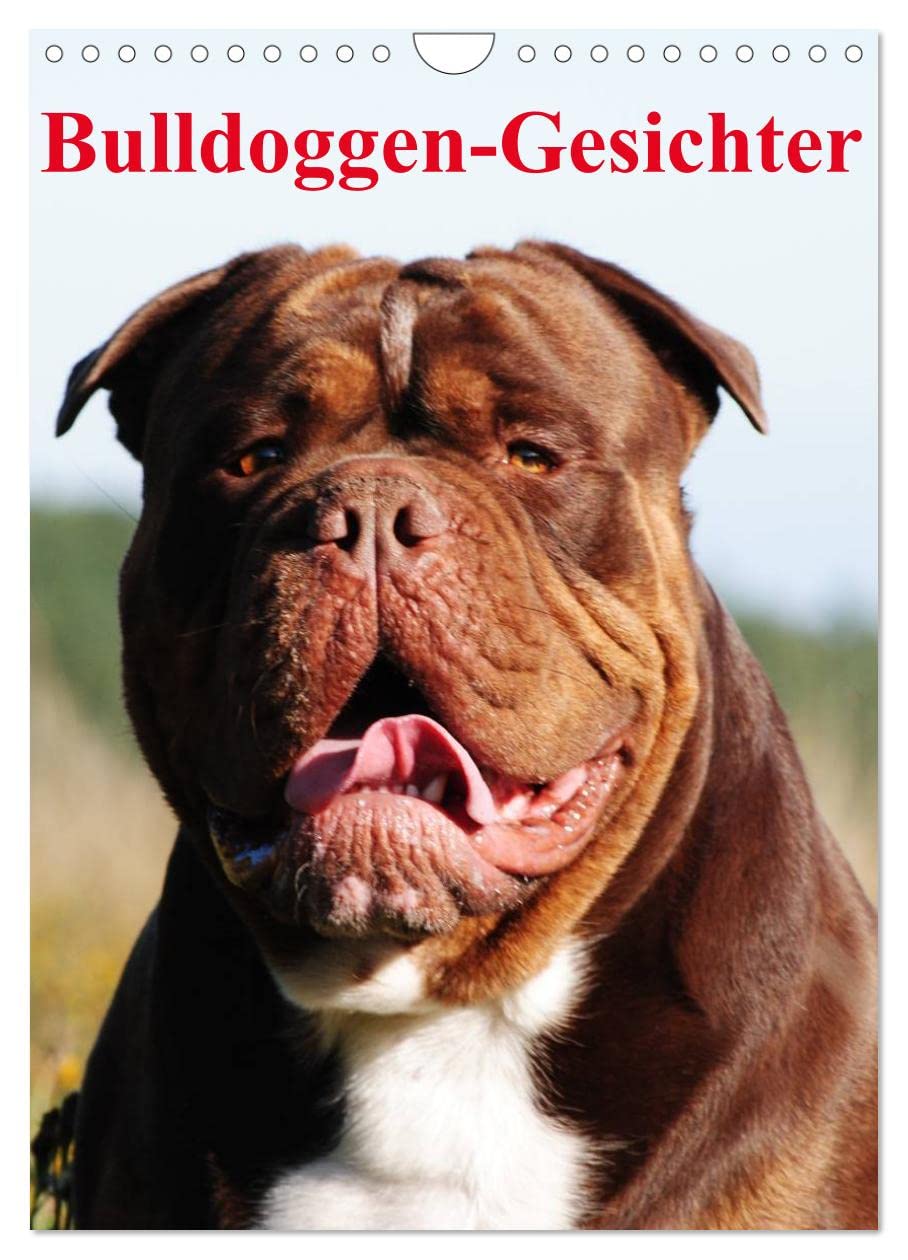 Bulldoggen-Gesichter (Wandkalender 2025 DIN A4 hoch), CALVENDO Monatskalender: Die beeindruckenden Gesichter verschiedene Bulldoggen-Zuchtlinien (CALVENDO Tiere) Pets