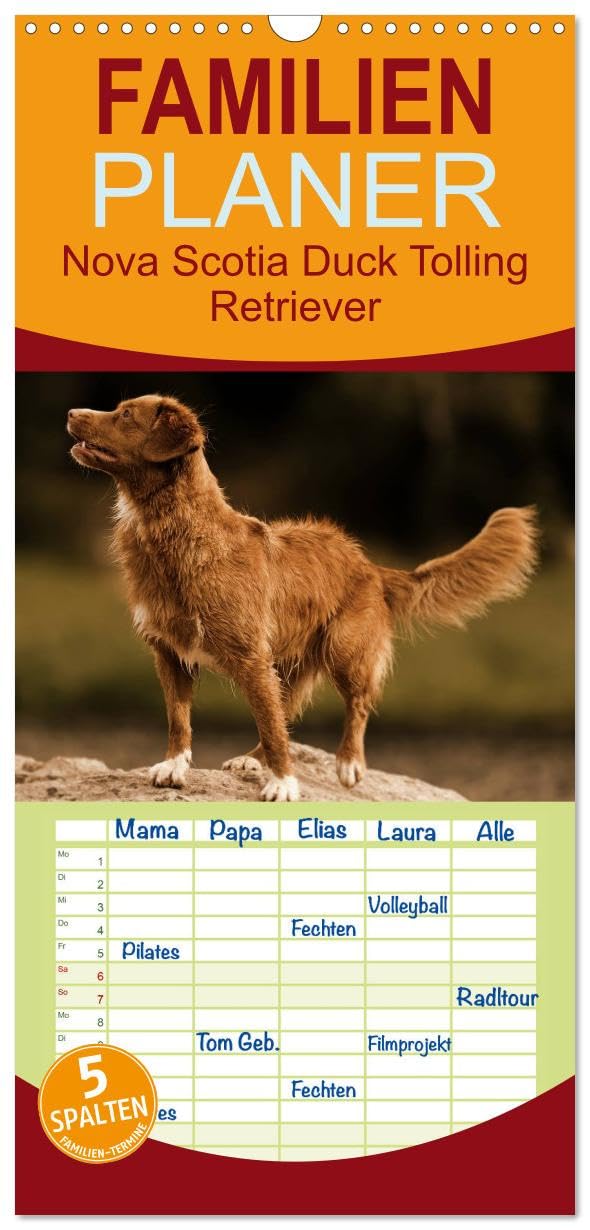 Familienplaner 2025 - Nova Scotia Duck Tolling Retriever mit 5 Spalten (Wandkalender, 21 cm x 45 cm), CALVENDO: Kleiner charmanter Retriever der Herzen (CALVENDO Tiere) Lifestyle