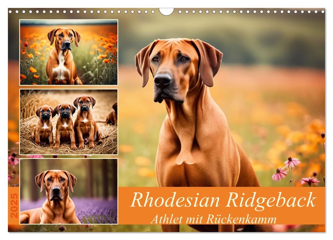 Rhodesian Ridgeback - Athlet mit Rückenkamm (Wandkalender 2025 DIN A3 quer), CALVENDO Monatskalender: Muskelpaket aus Südafrika (CALVENDO Tiere) Natural Sciences