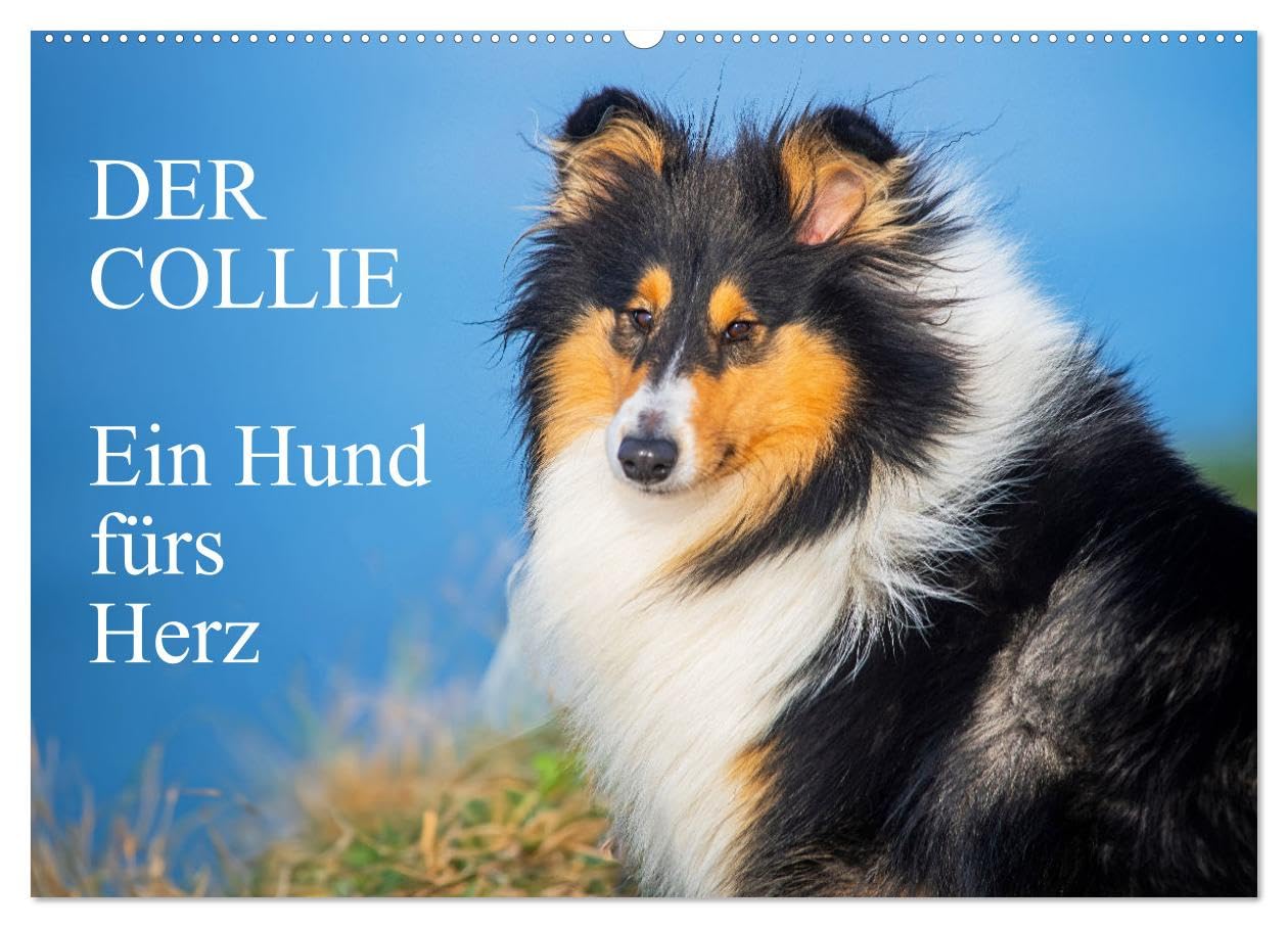 Der Collie - ein Hund fürs Herz (Wandkalender 2025 DIN A2 quer), CALVENDO Monatskalender: 13 wundervolle Fotos der Fotografin Sigrid Starick von ... begleiten und durch das Jahr (CALVENDO Tiere) Natural Sciences