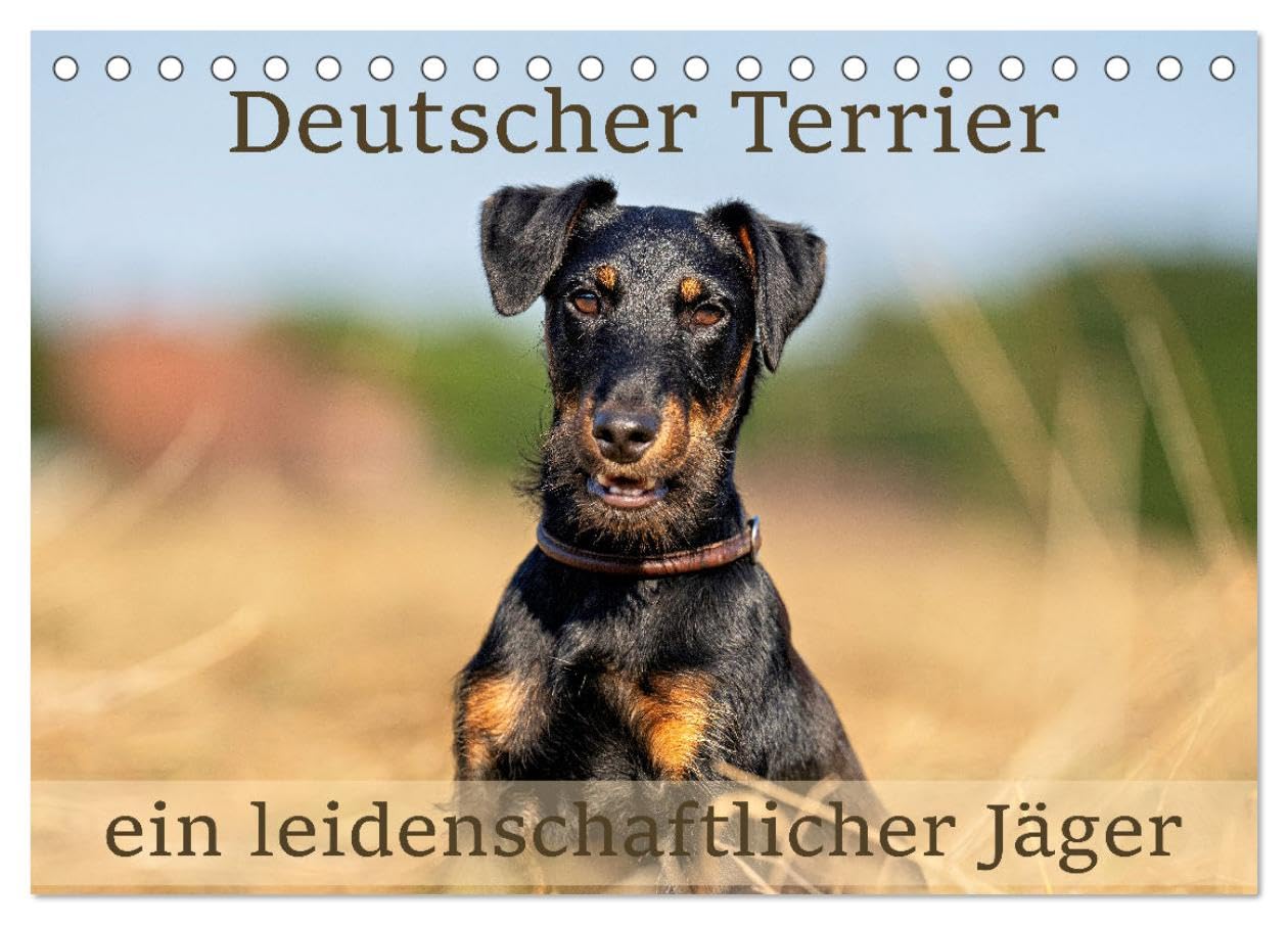 Deutscher Terrier - ein leidenschaftlicher Jäger (Tischkalender 2025 DIN A5 quer), CALVENDO Monatskalender: Der deutsche Terrier ist ein typischer Jagdhund. (CALVENDO Tiere) Social Sciences