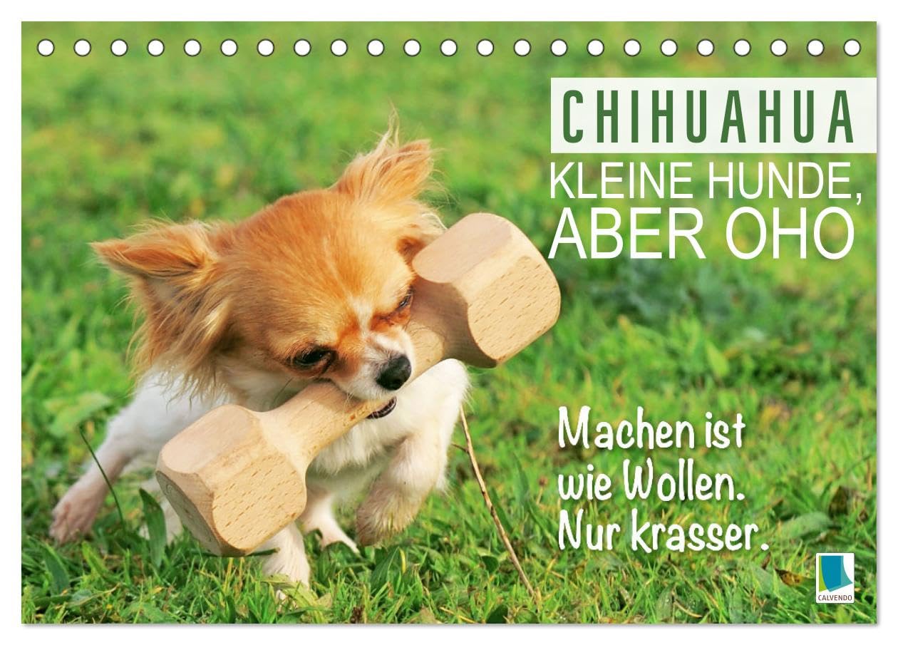 Chihuahua: Kleine Hunde, aber oho (Tischkalender 2025 DIN A5 quer), CALVENDO Monatskalender: Chihuahua: Neugierig, flink und immer bereit für ein Abenteuer (CALVENDO Tiere) Lifestyle
