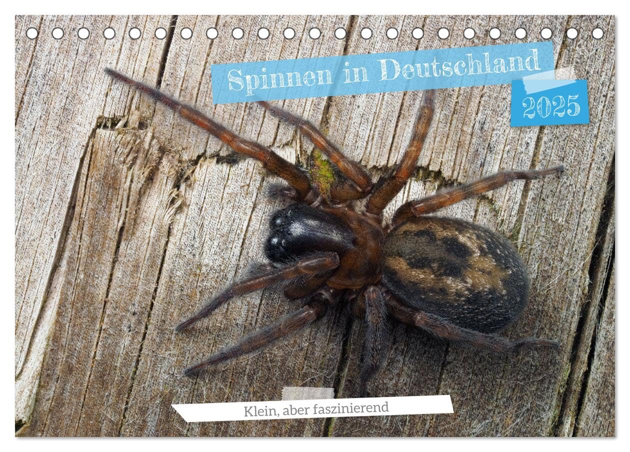 Spinnen in Deutschland (Tischkalender 2025 DIN A5 quer), CALVENDO Monatskalender: Naturwunder ganz nah: Spinnenkalender für Dein Zuhause. (CALVENDO Tiere) Business & Technology