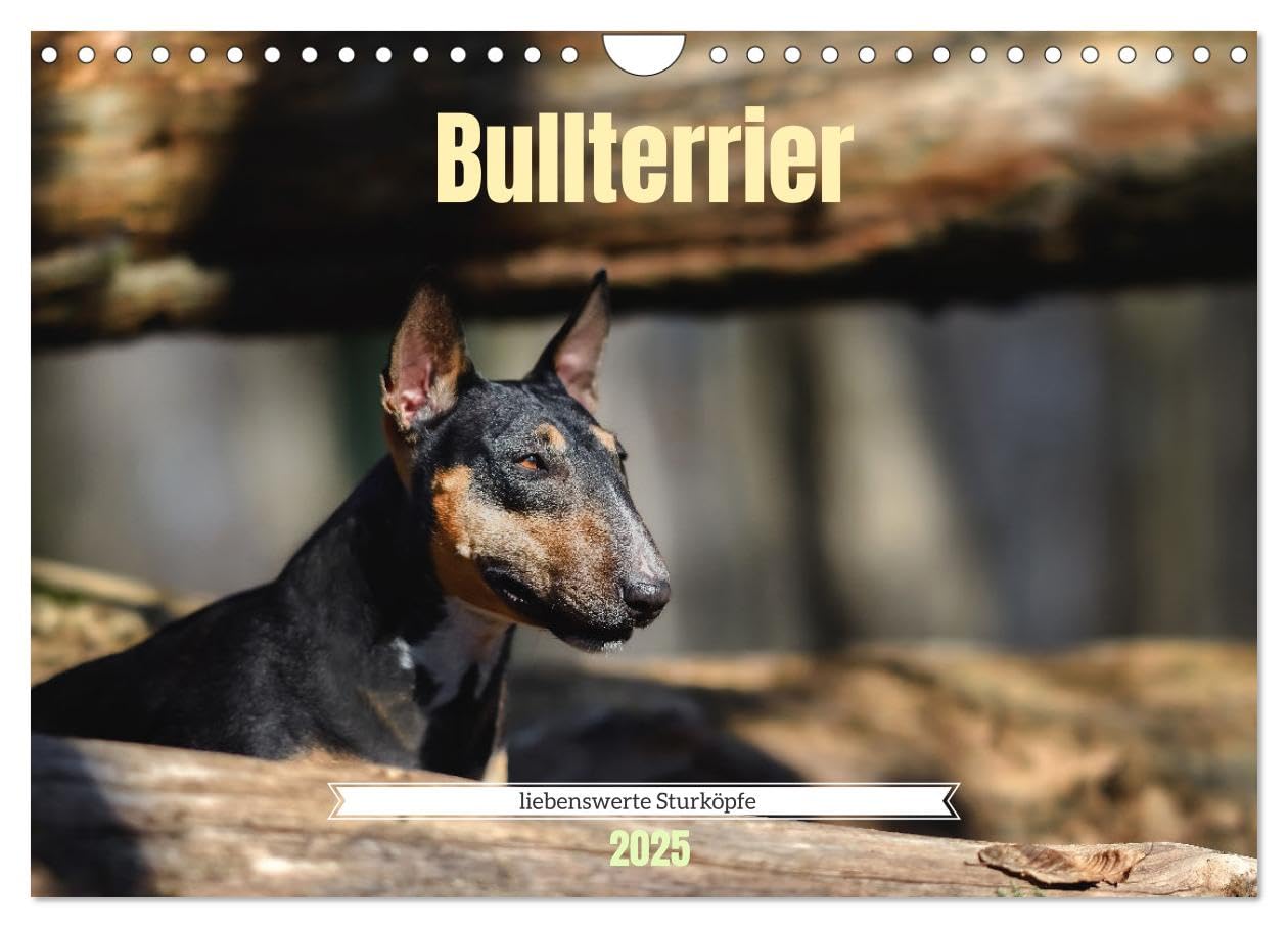 Bullterrier, liebenswerte Sturköpfe (Wandkalender 2025 DIN A4 quer), CALVENDO Monatskalender: Beeindruckende Fotos, die die liebevolle, aber auch ... Bullterrier widerspiegeln. (CALVENDO Tiere) Social Sciences