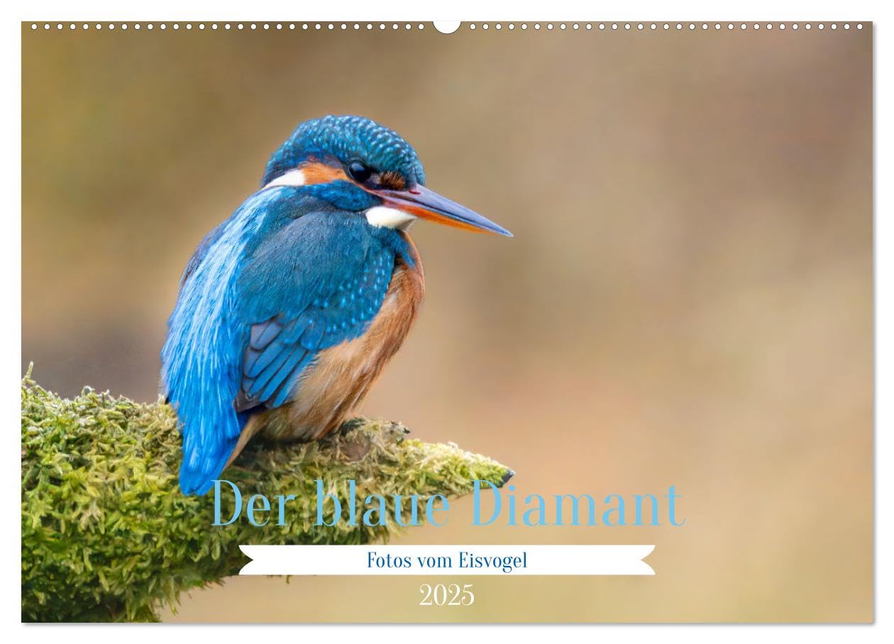 Der blaue Diamant - Fotos vom Eisvogel (Wandkalender 2025 DIN A2 quer), CALVENDO Monatskalender: Der Eisvogel - Ein kleiner Diamant in deutschen Gewässern (CALVENDO Tiere) Photography