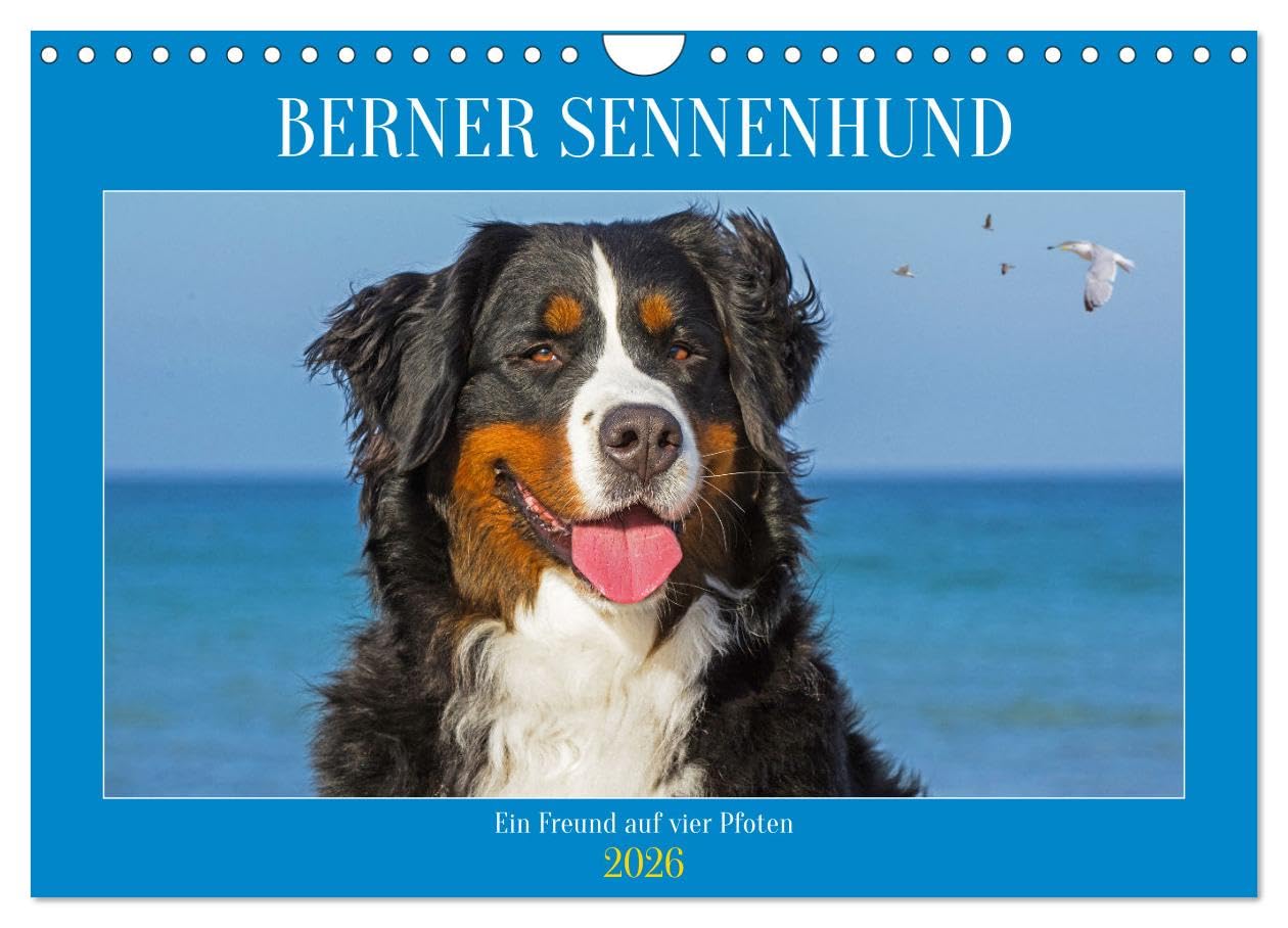 Berner Sennenhund - Ein Freund auf vier Pfoten (Wandkalender 2026 DIN A4 quer), CALVENDO Monatskalender Natural Sciences