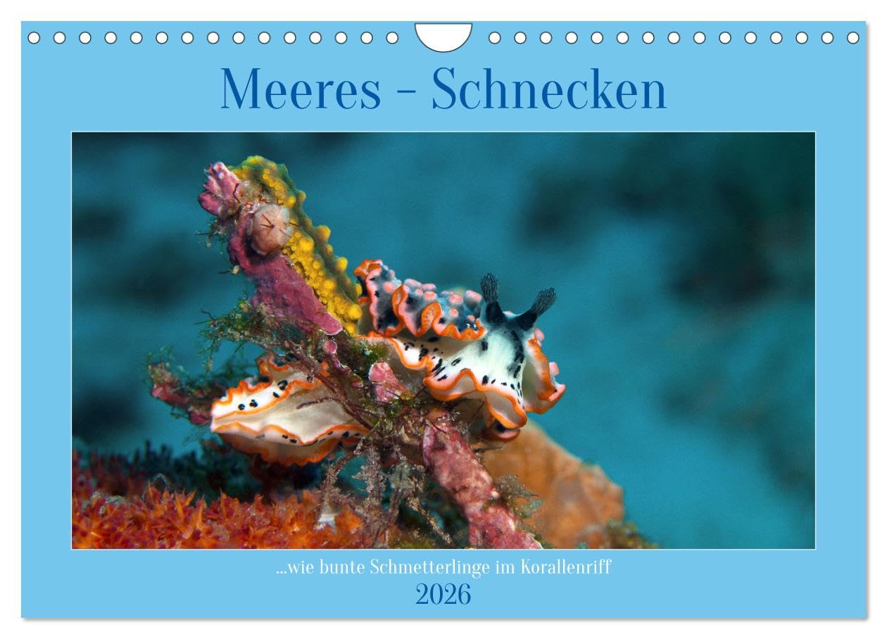 Meeres-Schnecken (Wandkalender 2026 DIN A4 quer), CALVENDO Monatskalender Leisure, Home & Garden