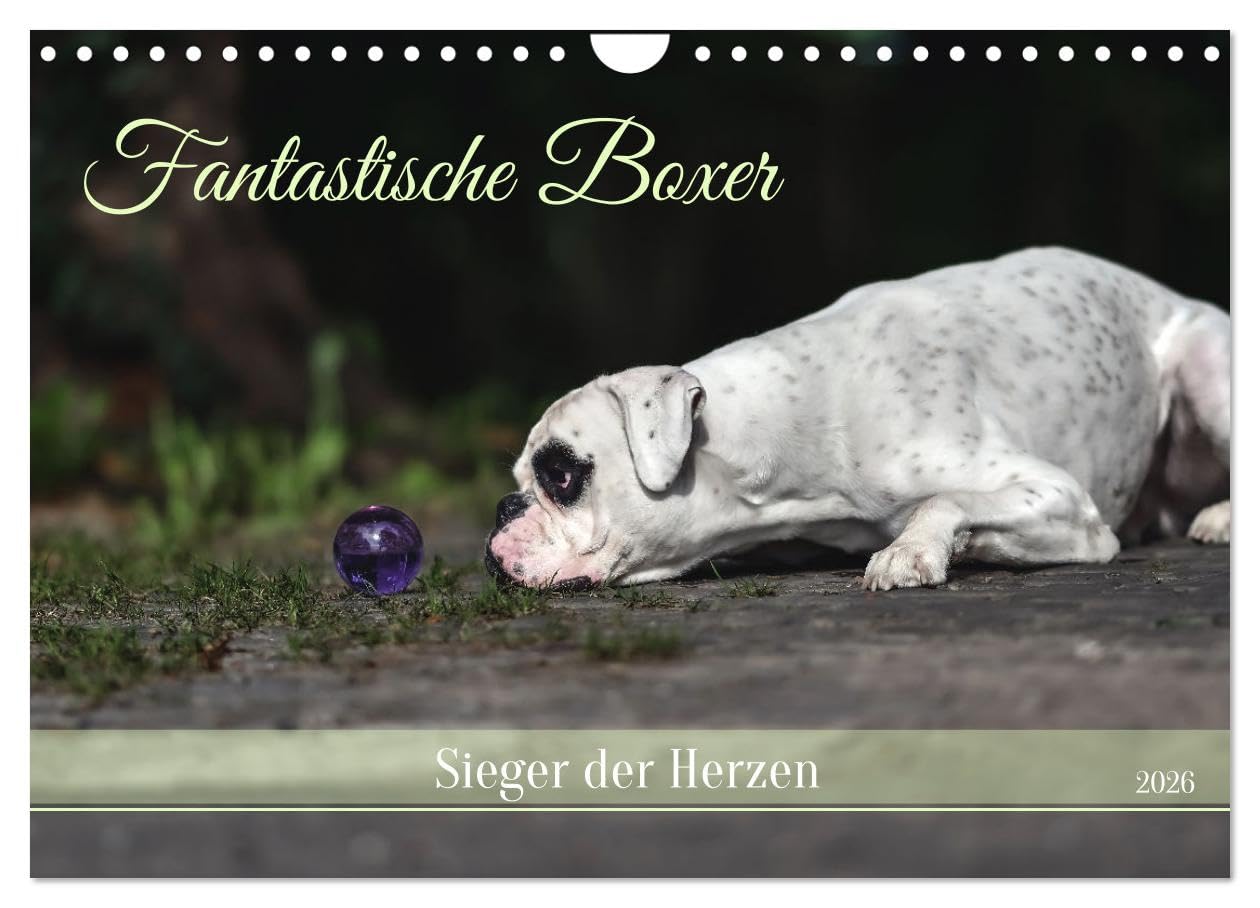 Fantastische Boxer - Sieger der Herzen (Wandkalender 2026 DIN A4 quer), CALVENDO Monatskalender Film, Art & Culture