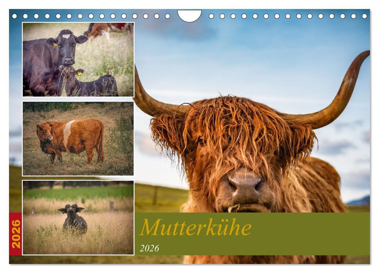 Mutterkühe (Wandkalender 2026 DIN A4 quer), CALVENDO Monatskalender Leisure, Home & Garden