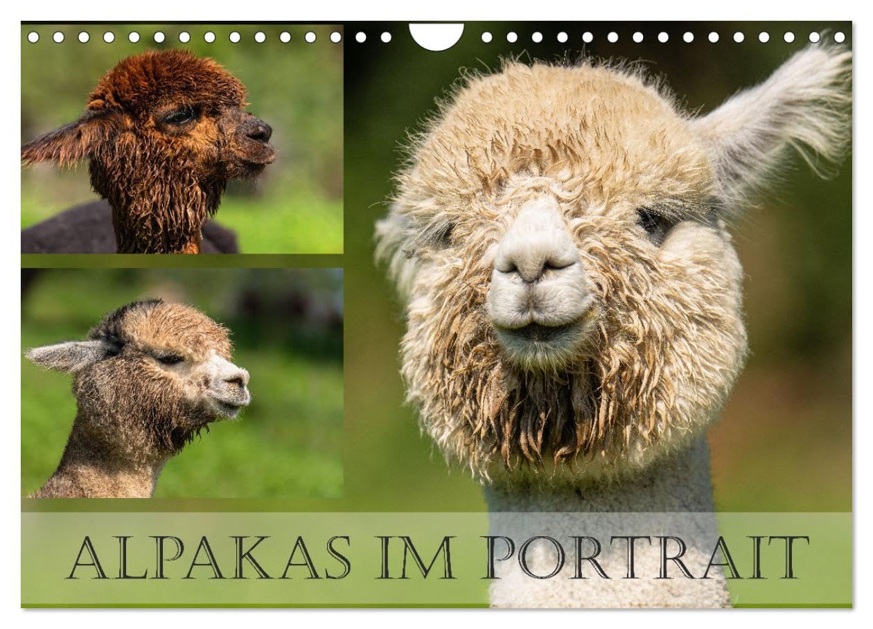 Alpakas im Portrait (Wandkalender 2026 DIN A4 quer), CALVENDO Monatskalender Social Sciences