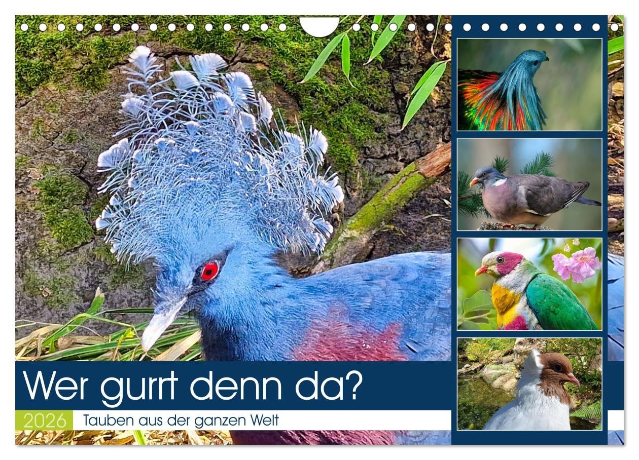 Wer gurrt denn da? (Wandkalender 2026 DIN A4 quer), CALVENDO Monatskalender Natural Sciences