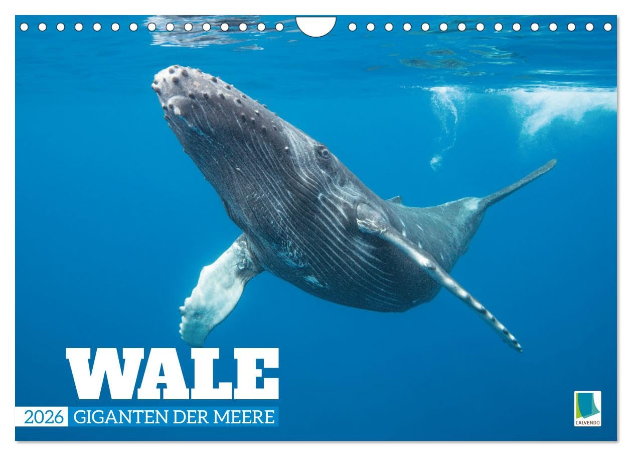 Wale: Giganten der Meere (Wandkalender 2026 DIN A4 quer), CALVENDO Monatskalender Natural Sciences