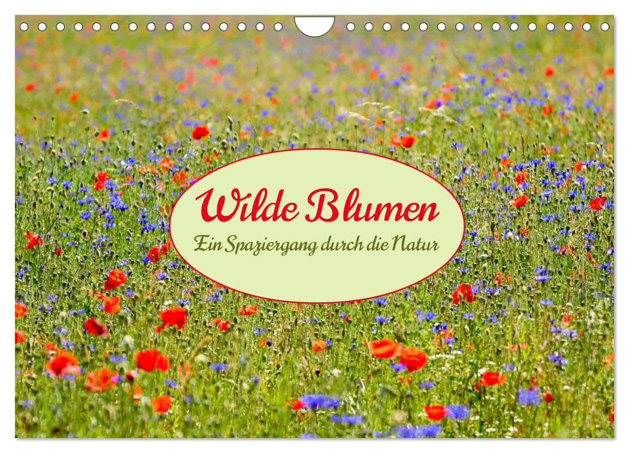 Wilde Blumen - ein Spaziergang durch die Natur (Wandkalender 2026 DIN A4 quer), CALVENDO Monatskalender Leisure, Home & Garden