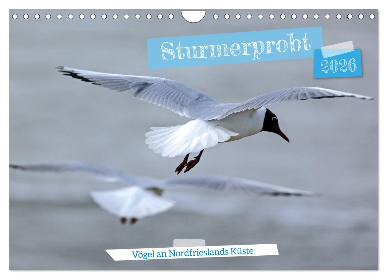 Sturmerprobt - Vögel an Nordfrieslands Küste (Wandkalender 2026 DIN A4 quer), CALVENDO Monatskalender Natural Sciences