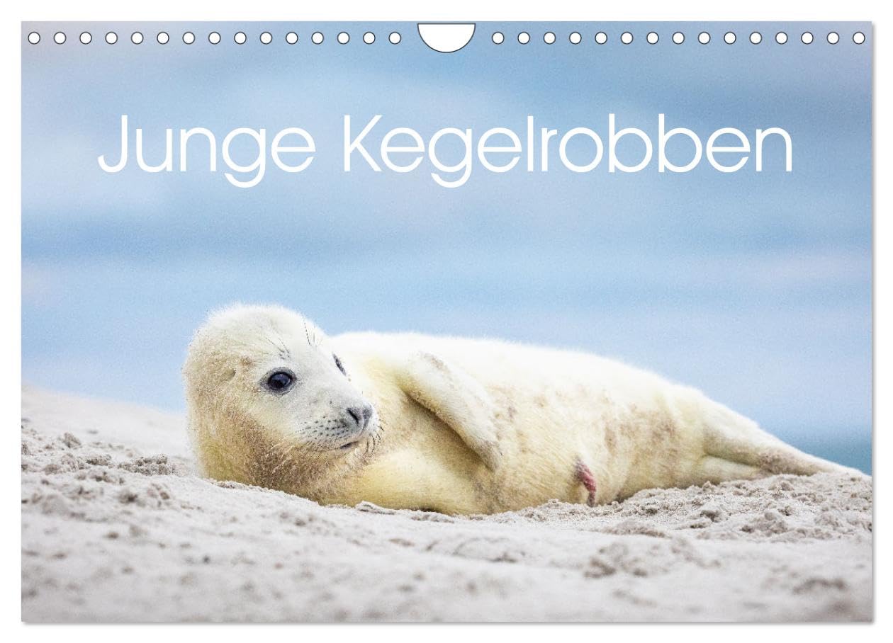 Junge Kegelrobben (Wandkalender 2026 DIN A4 quer), CALVENDO Monatskalender Film, Art & Culture
