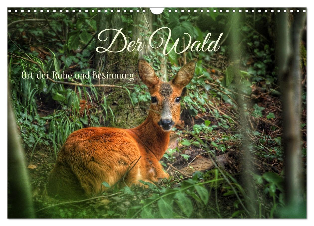 Der Wald - Ort der Ruhe und Besinnung (Wandkalender 2026 DIN A3 quer), CALVENDO Monatskalender: Waldimpressionen durch alle Jahreszeiten (CALVENDO Natur) Social Sciences