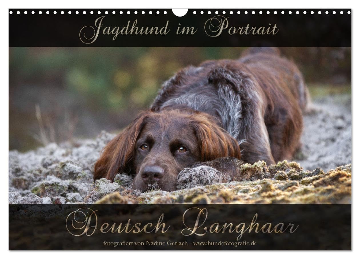 Jagdhund im Portrait - Deutsch Langhaar (Wandkalender 2026 DIN A3 quer), CALVENDO Monatskalender Natural Sciences